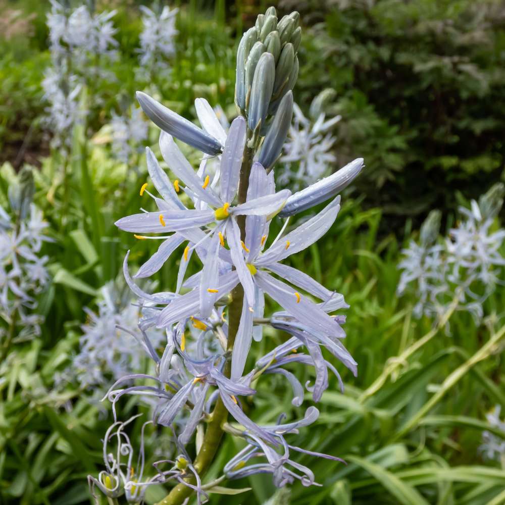 Prærielilje 'Cusickli'